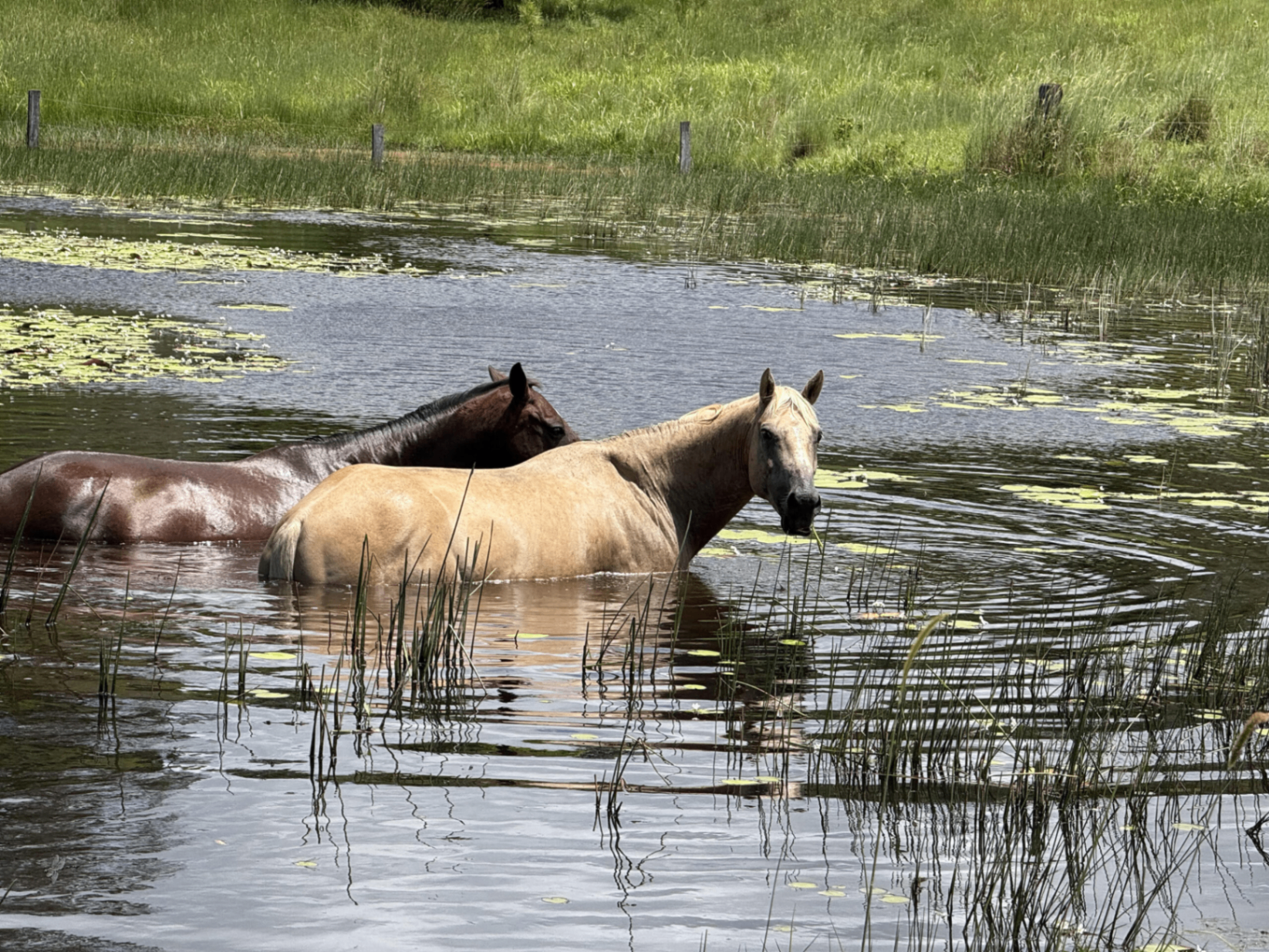 Horses cooling off in the dam