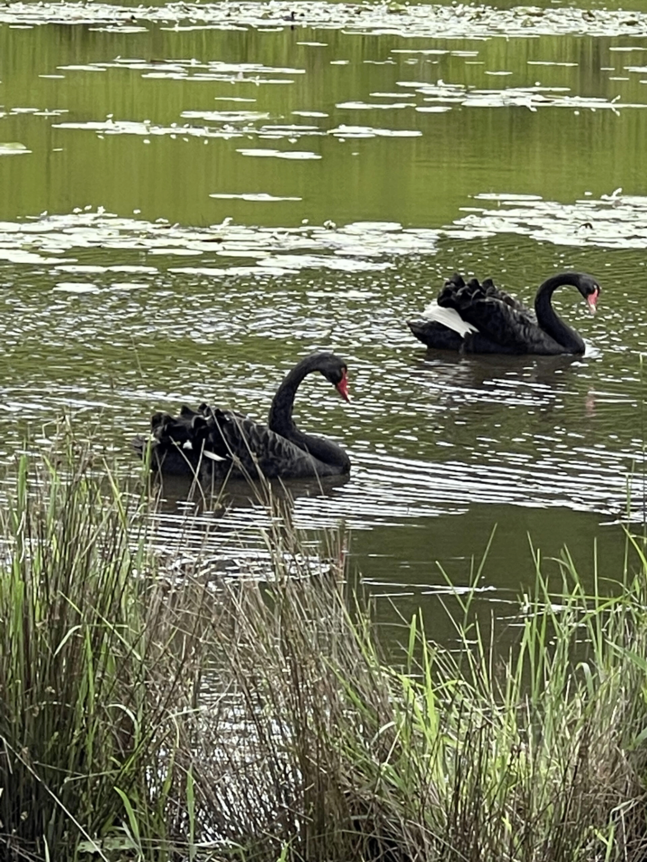 Black swans on the dam