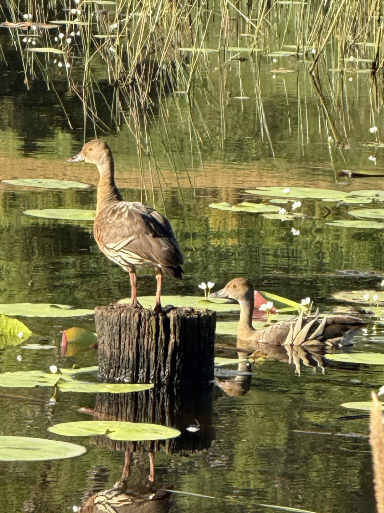 Plumed whistling ducks on the lily pond