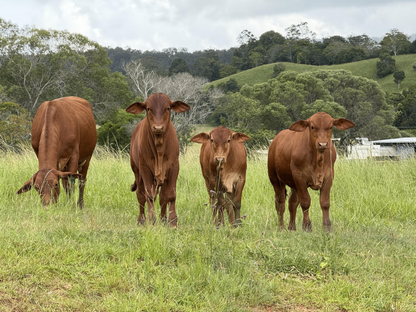Cattle