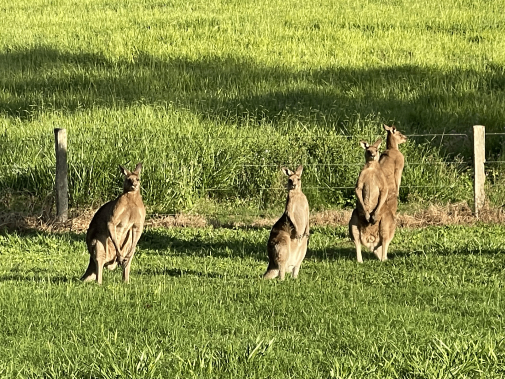 Kangaroos along the fence line at dusk