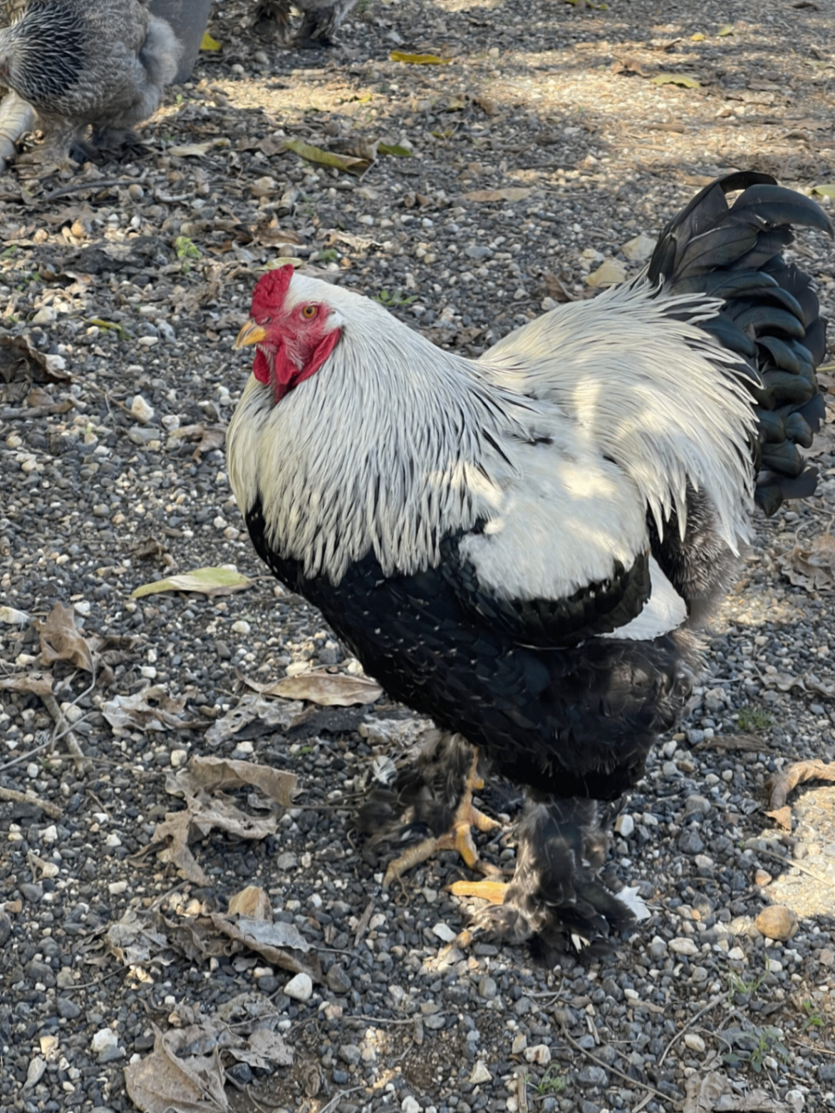 Rooster