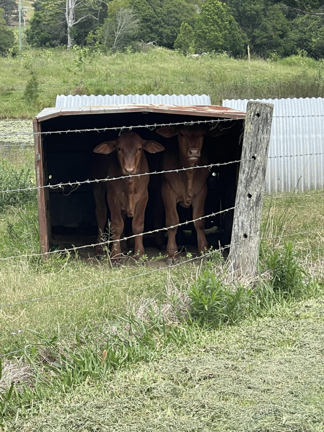 Cattle in the shed